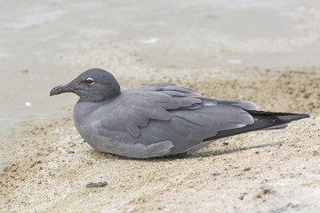 Lava Gull on a ocean beach