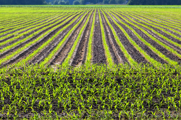pattern of cultivated field © Olha Rohulya