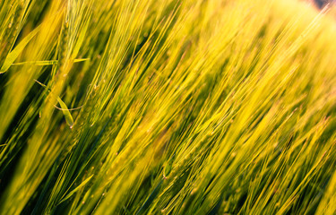 growth grain field