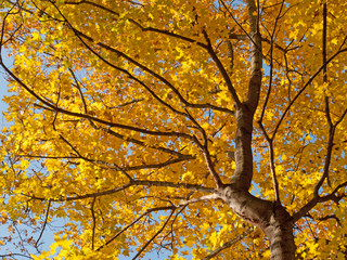 Goldener Oktober