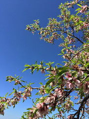 pink spring flowers on tree against sky