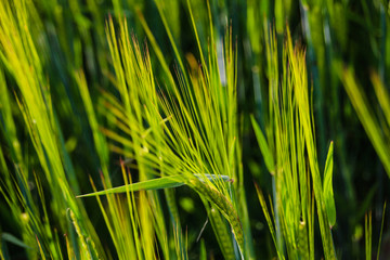 growth grain field