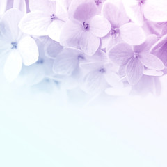 vivid color flowers in soft and blur style for background