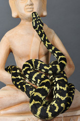 python morelia chegnei