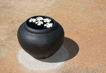 White beautiful Frangipani flowers floating in water urn on stone backgrund in Sri Lanka, Asia.