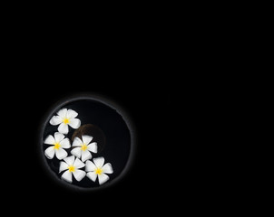 White beautiful Frangipani flowers floating in water urn isolated on black.