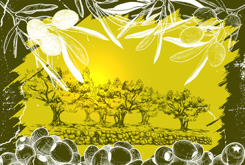 Vector illustration of Olive harvest landscape