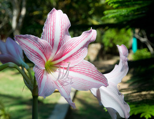 Amaryllis flower with red and white stripes in green December garden, Sri Lanka, Asia.