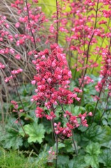 Purpurgl&ouml;ckchen bl&uuml;ht rosa