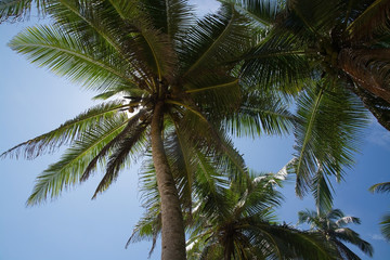 Coconut palm trees with fruit in remote location, Southern Province, Sri Lanka, Asia.
