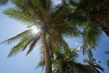 Fototapeta na wymiar Coconut palm trees with fruit and solar flare, Southern Province, Sri Lanka, Asia.