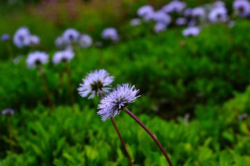 lila blume