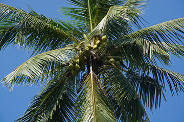 Fototapeta premium Coconut palm tree and blue sky with fruit in remote location, Southern Province, Sri Lanka, Asia.