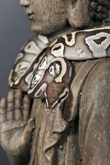 Python regius mojave