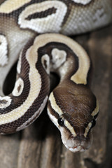 Python regius mojave