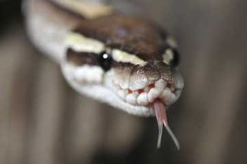 Python regius mojave