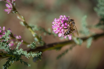 Пчела на цветке собирает нектар