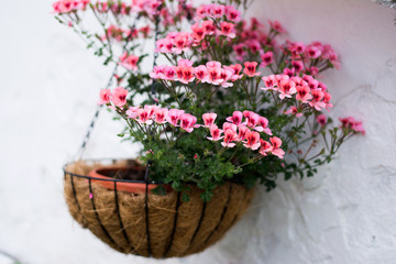 English geranium flowers