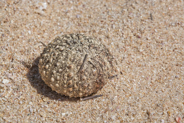 Fototapeta na wymiar Sea urchin Echinus with broken thorns in sand