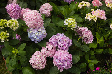 Ortensie di vari colori in giardino