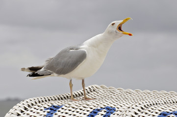 Möwenschrei