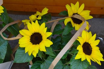 Junge Sonnenblumen in Geschenkverpackung