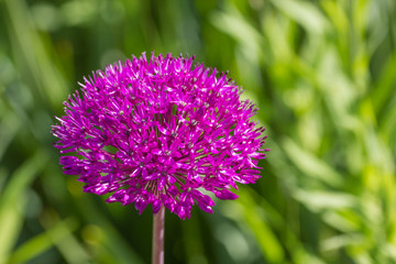Alliumblüte vor unscharfem grünen Hintergrund