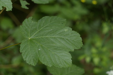 Maple tree leaf. Acer Pseudoplatanus