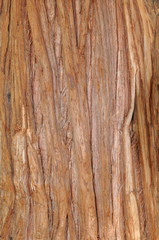 Obraz premium Thuja gigantea