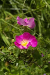 Pink forest flowers. Rosaceae sp.
