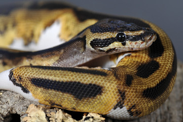 Python regius pied-ball