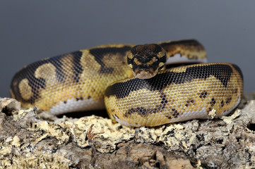 Python regius pied-ball