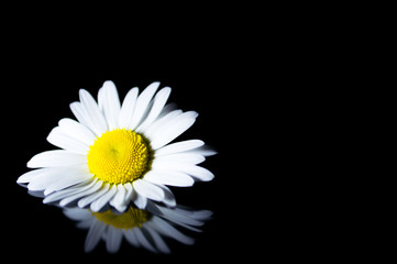 белые ромашки с отражением на черном фоне