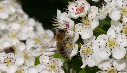 Biene beim Bestäuben von Blüten © Mr.C