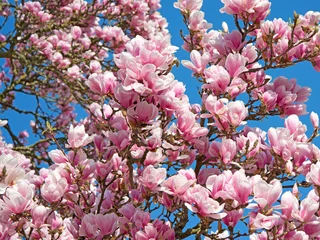 Poster de jardin Magnolia Magnolias