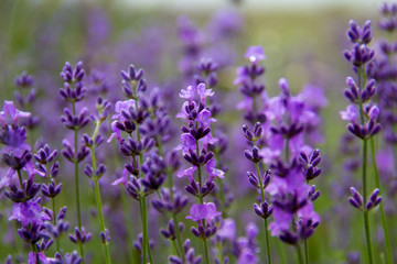 field lavender flowers