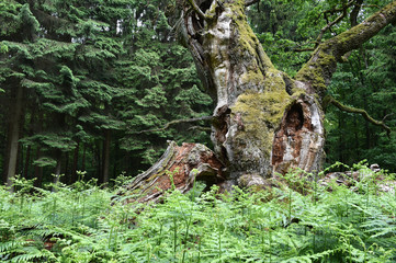 Alte Eiche