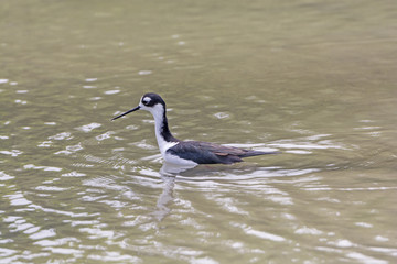 Black-necked Stilt in a Coastal lagoon