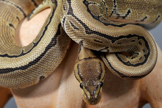 python regius pinstripe