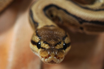 python regius pinstripe