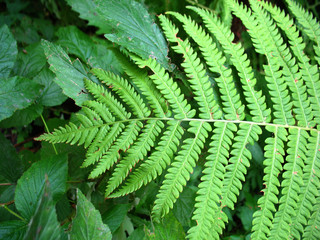 green leaves