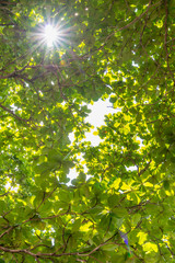 Sun beams and green leaves