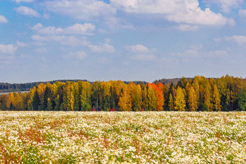 Obraz premium daisies field