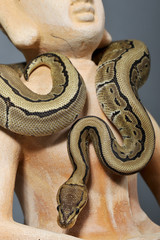 python regius pinstripe