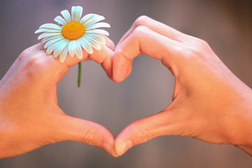 guesses on camomile for love