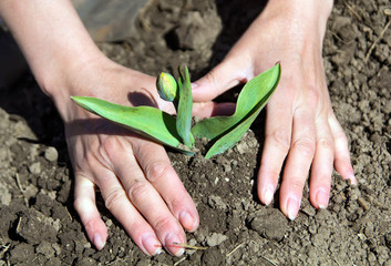 Hands planted seedlings of a tulip in the soil