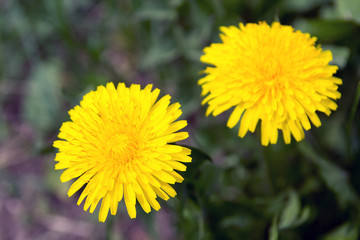 Yellow dandelion in nature