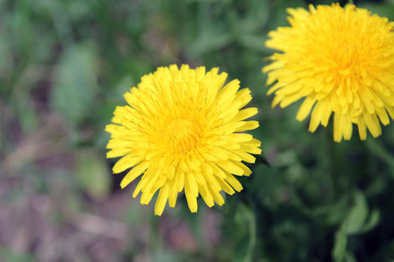 Yellow dandelion in nature