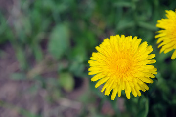 Yellow dandelion in nature