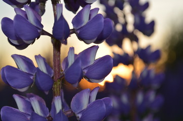 красивые лепестки люпина на закате